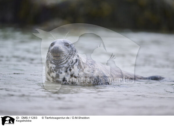 Kegelrobbe / grey seal / DMS-11283