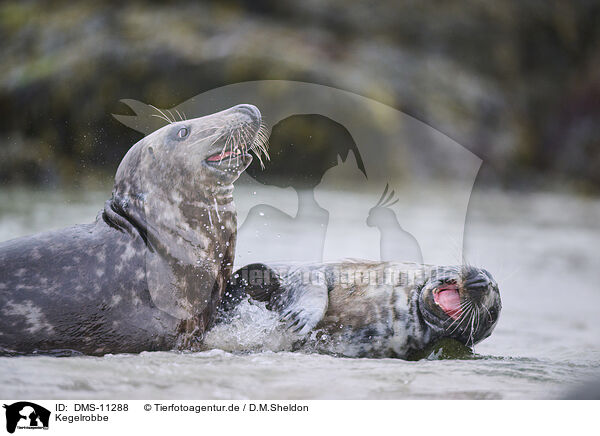 Kegelrobbe / grey seal / DMS-11288