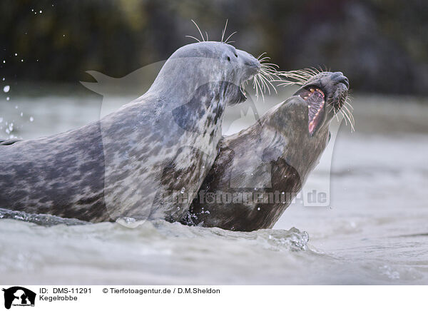 Kegelrobbe / grey seal / DMS-11291