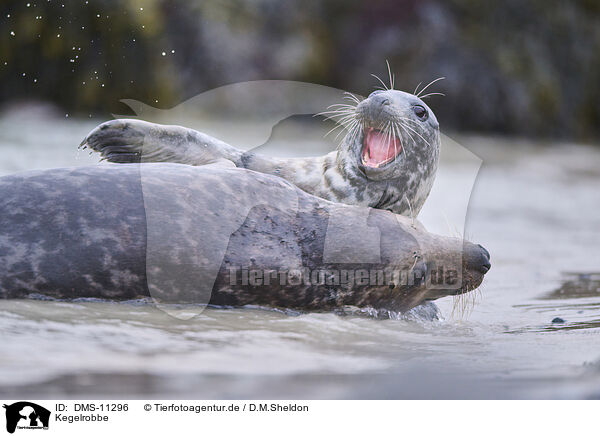 Kegelrobbe / grey seal / DMS-11296