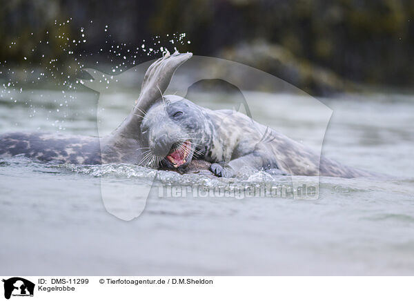Kegelrobbe / grey seal / DMS-11299