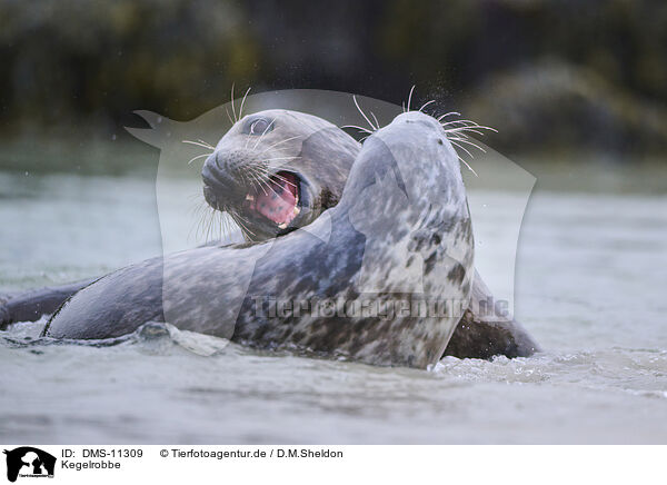 Kegelrobbe / grey seal / DMS-11309