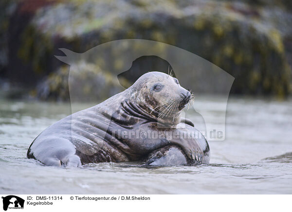 Kegelrobbe / grey seal / DMS-11314