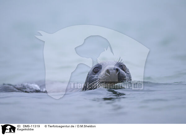 Kegelrobbe / grey seal / DMS-11319