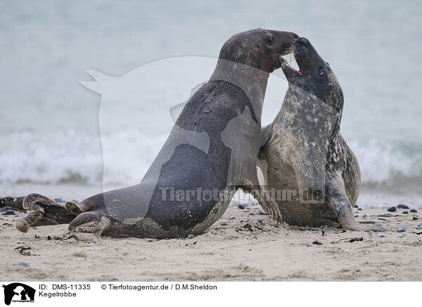 Kegelrobbe / grey seal / DMS-11335