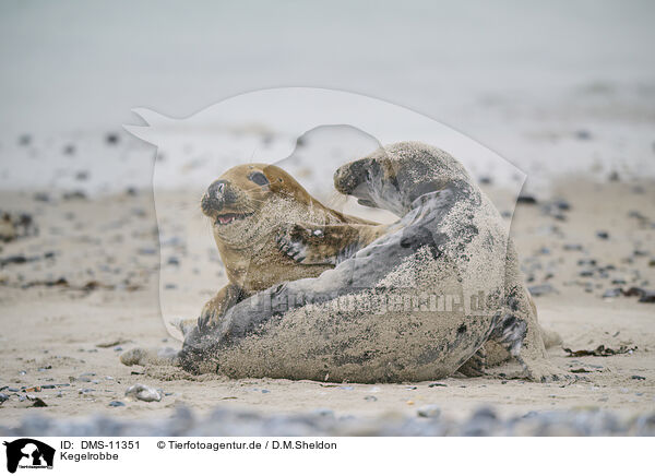 Kegelrobbe / grey seal / DMS-11351