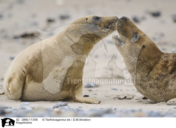 Kegelrobbe / grey seal / DMS-11356