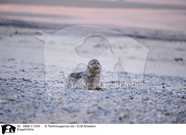 Kegelrobbe / grey seal / DMS-11359