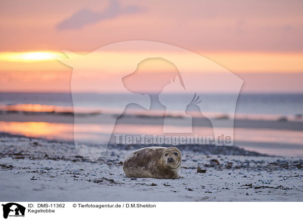 Kegelrobbe / grey seal / DMS-11362