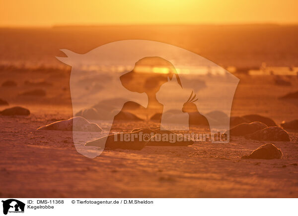 Kegelrobbe / grey seal / DMS-11368