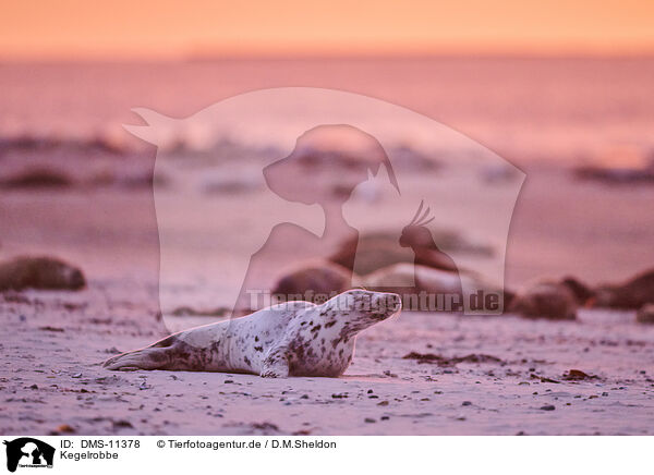 Kegelrobbe / grey seal / DMS-11378