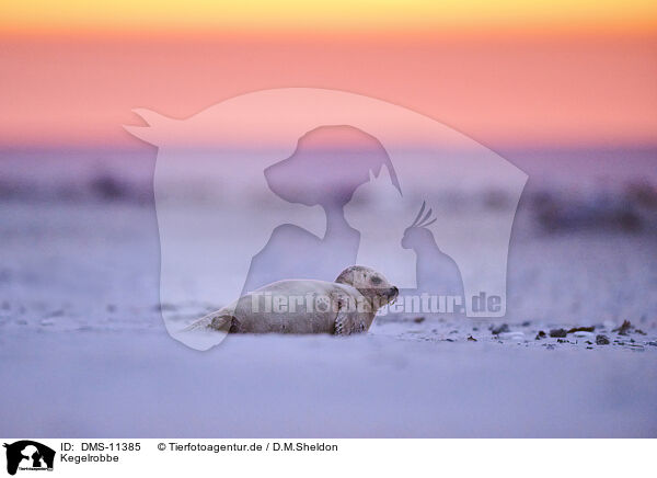 Kegelrobbe / grey seal / DMS-11385