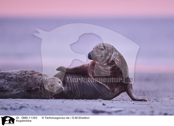Kegelrobbe / grey seal / DMS-11393
