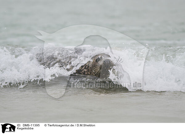 Kegelrobbe / grey seal / DMS-11395