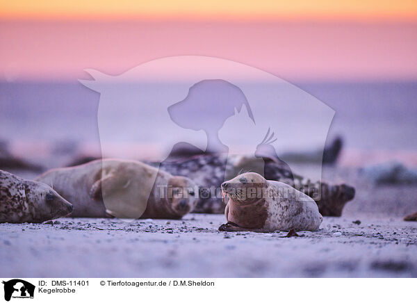 Kegelrobbe / grey seal / DMS-11401