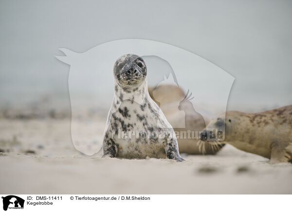 Kegelrobbe / grey seal / DMS-11411