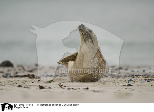 Kegelrobbe / grey seal / DMS-11415