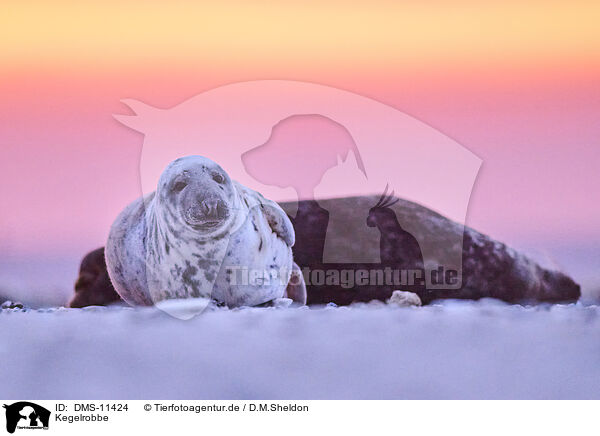 Kegelrobbe / grey seal / DMS-11424