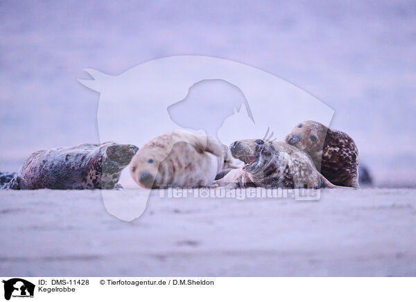 Kegelrobbe / grey seal / DMS-11428