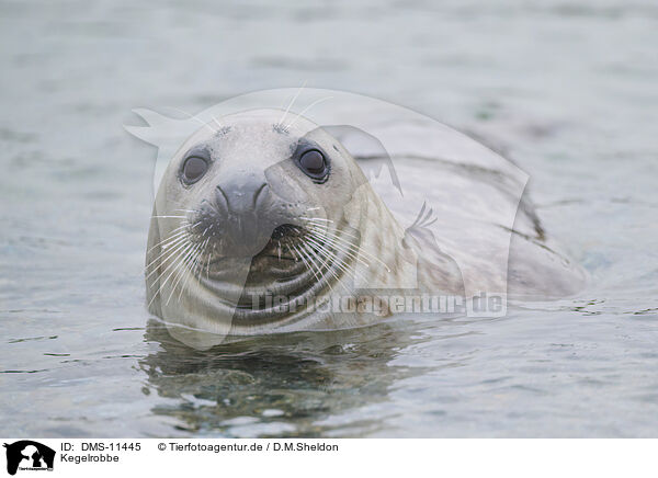 Kegelrobbe / grey seal / DMS-11445