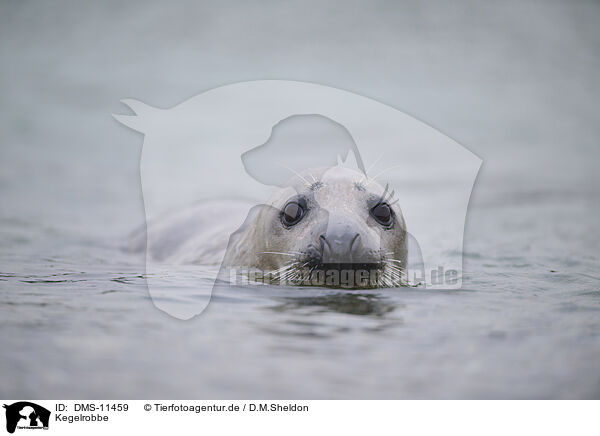 Kegelrobbe / grey seal / DMS-11459