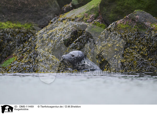 Kegelrobbe / grey seal / DMS-11469