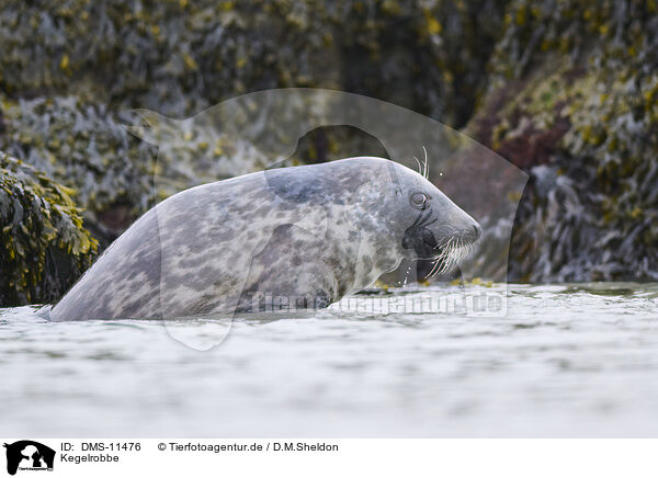 Kegelrobbe / grey seal / DMS-11476