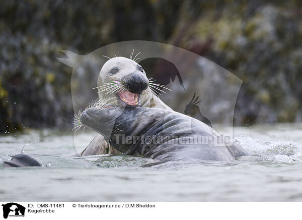 Kegelrobbe / grey seal / DMS-11481