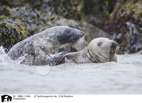 Kegelrobbe / grey seal / DMS-11484