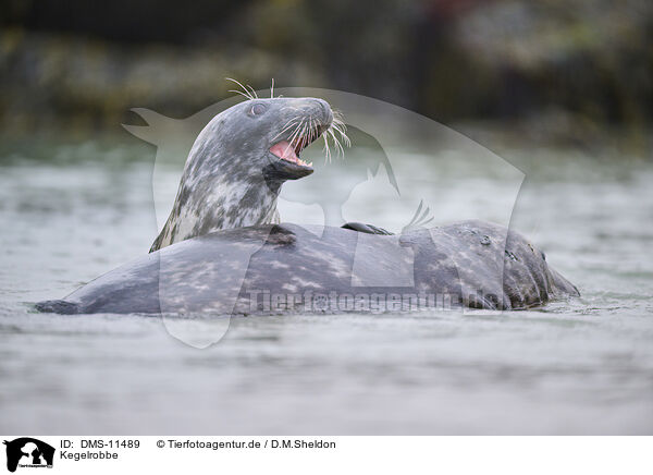 Kegelrobbe / grey seal / DMS-11489