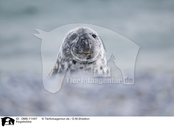Kegelrobbe / grey seal / DMS-11497