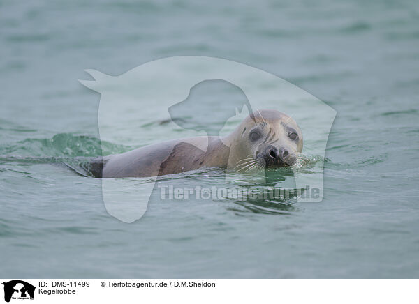 Kegelrobbe / grey seal / DMS-11499