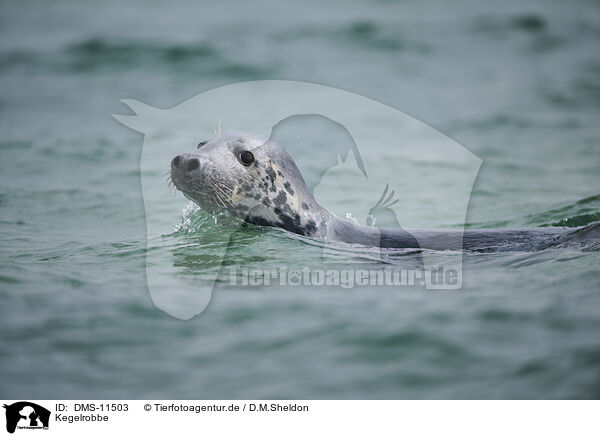 Kegelrobbe / grey seal / DMS-11503