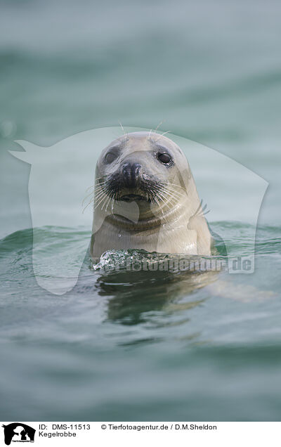 Kegelrobbe / grey seal / DMS-11513