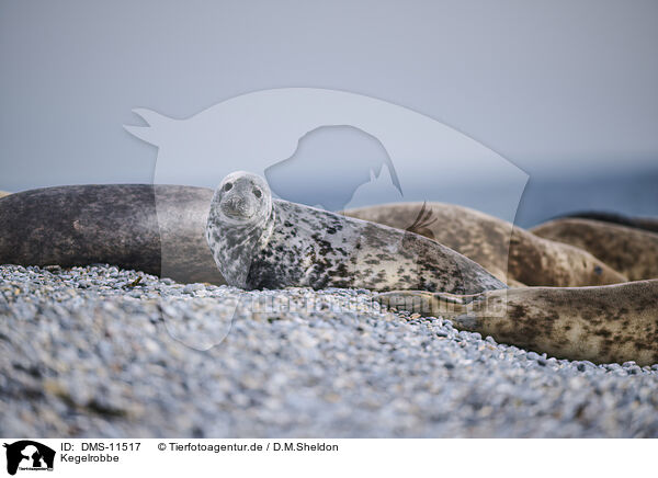 Kegelrobbe / grey seal / DMS-11517
