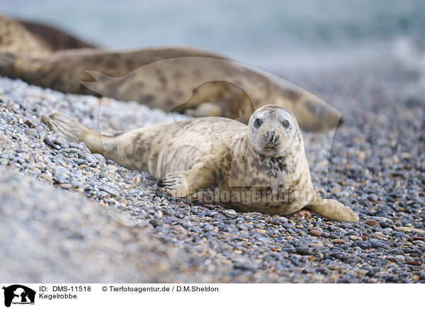 Kegelrobbe / grey seal / DMS-11518