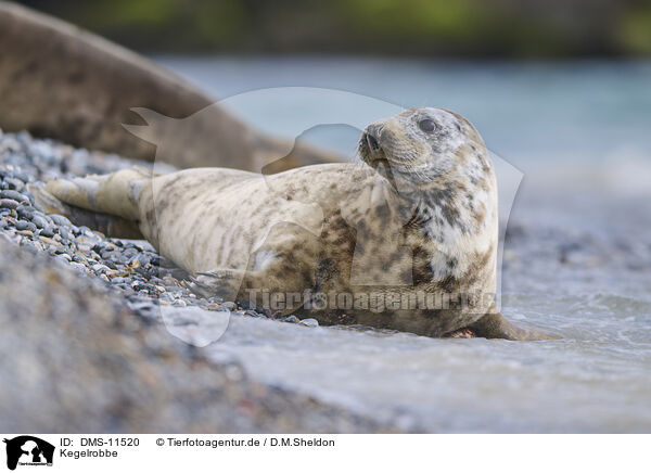 Kegelrobbe / grey seal / DMS-11520