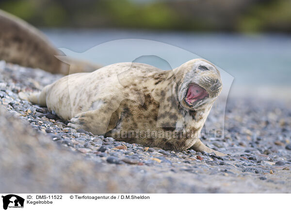 Kegelrobbe / grey seal / DMS-11522