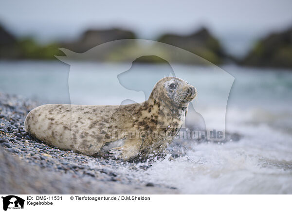 Kegelrobbe / grey seal / DMS-11531