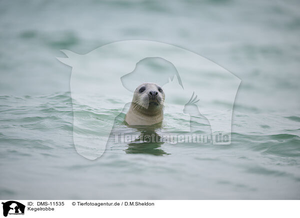 Kegelrobbe / grey seal / DMS-11535