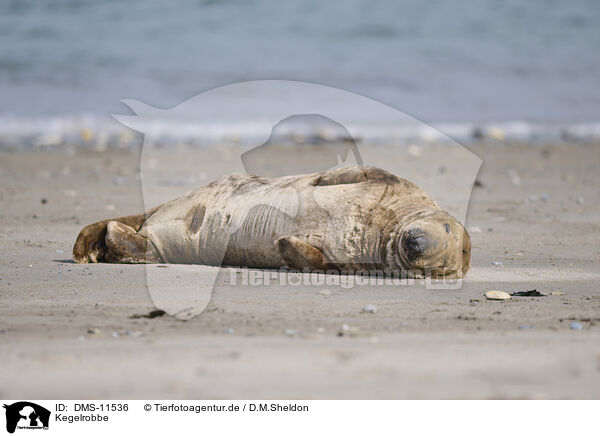 Kegelrobbe / grey seal / DMS-11536
