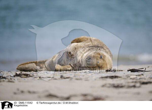 Kegelrobbe / grey seal / DMS-11542
