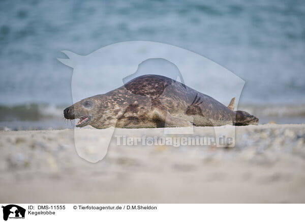 Kegelrobbe / DMS-11555
