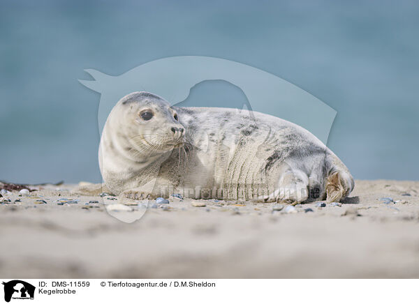 Kegelrobbe / grey seal / DMS-11559