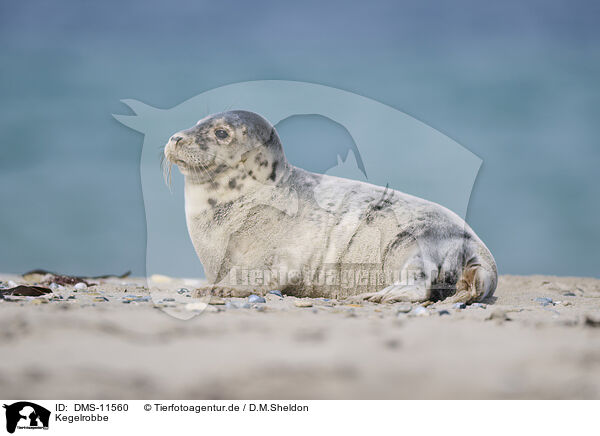 Kegelrobbe / grey seal / DMS-11560