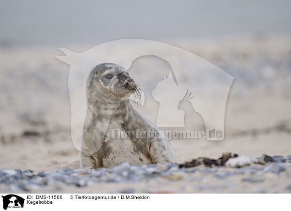 Kegelrobbe / grey seal / DMS-11566