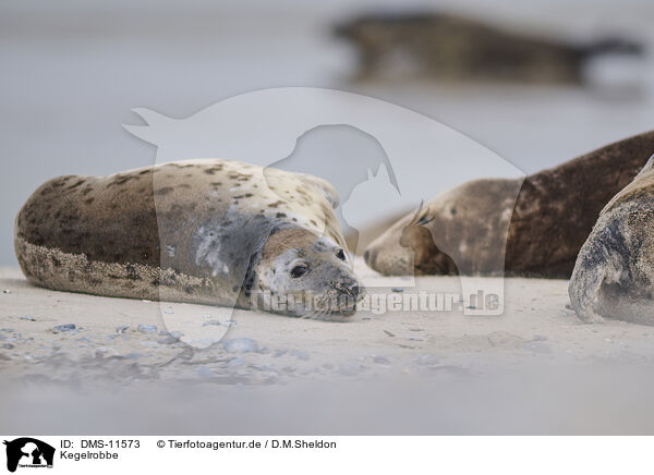 Kegelrobbe / grey seal / DMS-11573