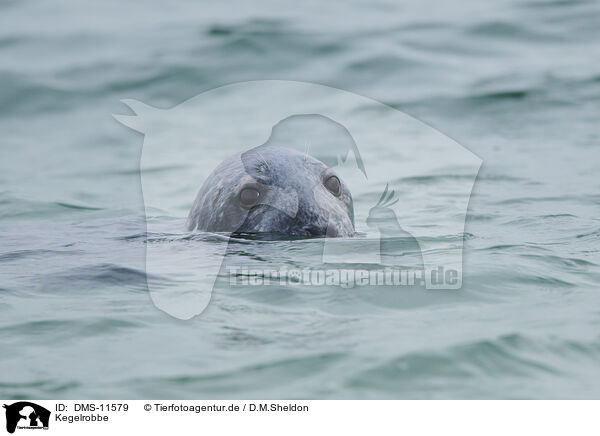 Kegelrobbe / grey seal / DMS-11579