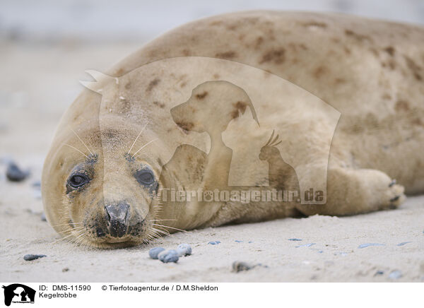 Kegelrobbe / grey seal / DMS-11590