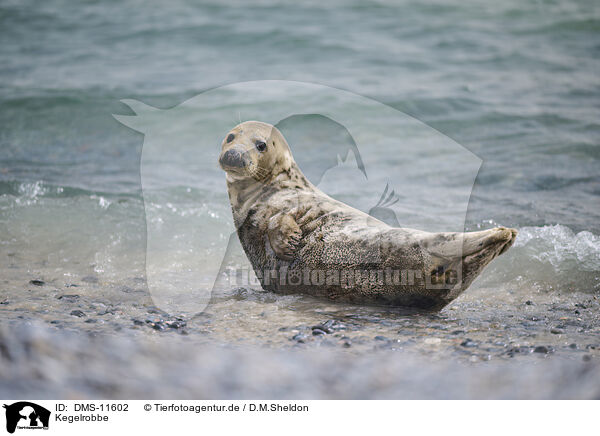 Kegelrobbe / grey seal / DMS-11602